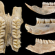 The teeth of the giant rats were important in distinguishing them as new species.